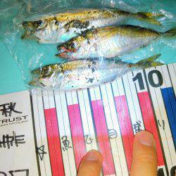 久しぶりのナイトゲーム